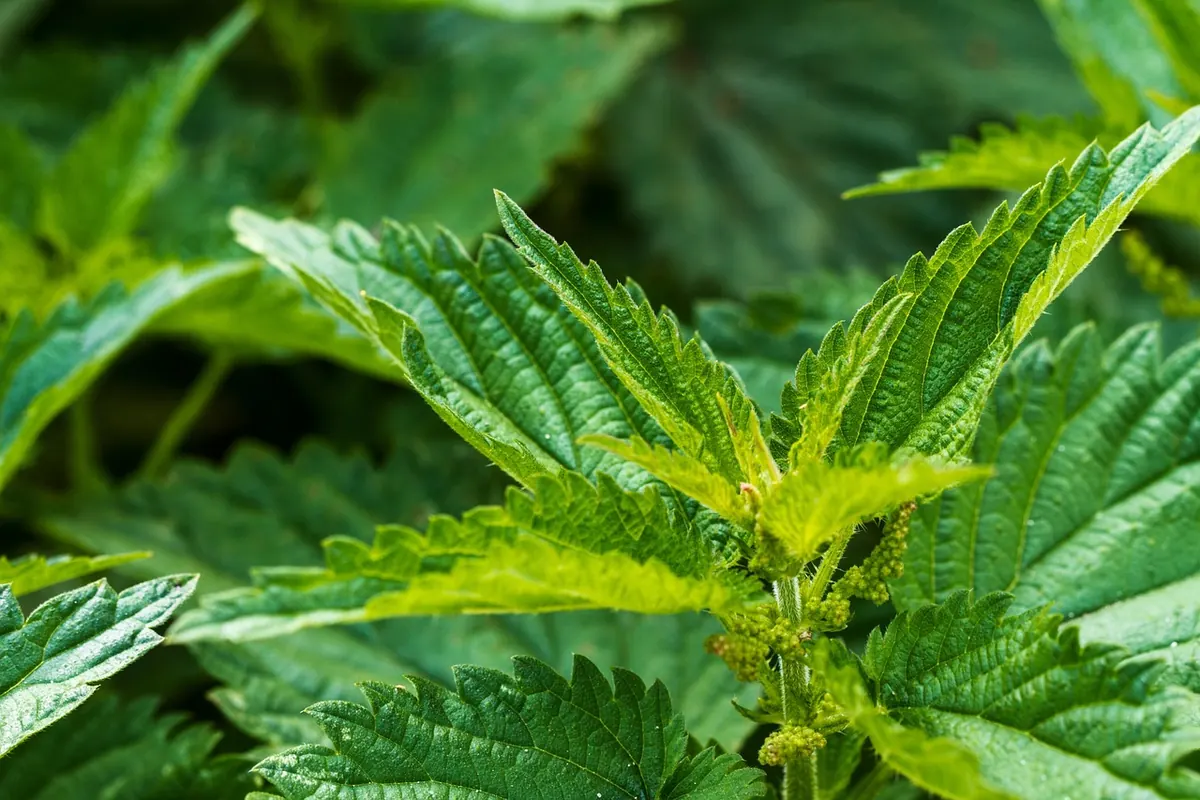 Foraging Nettles: Harvesting, Cooking, and Safety Tips