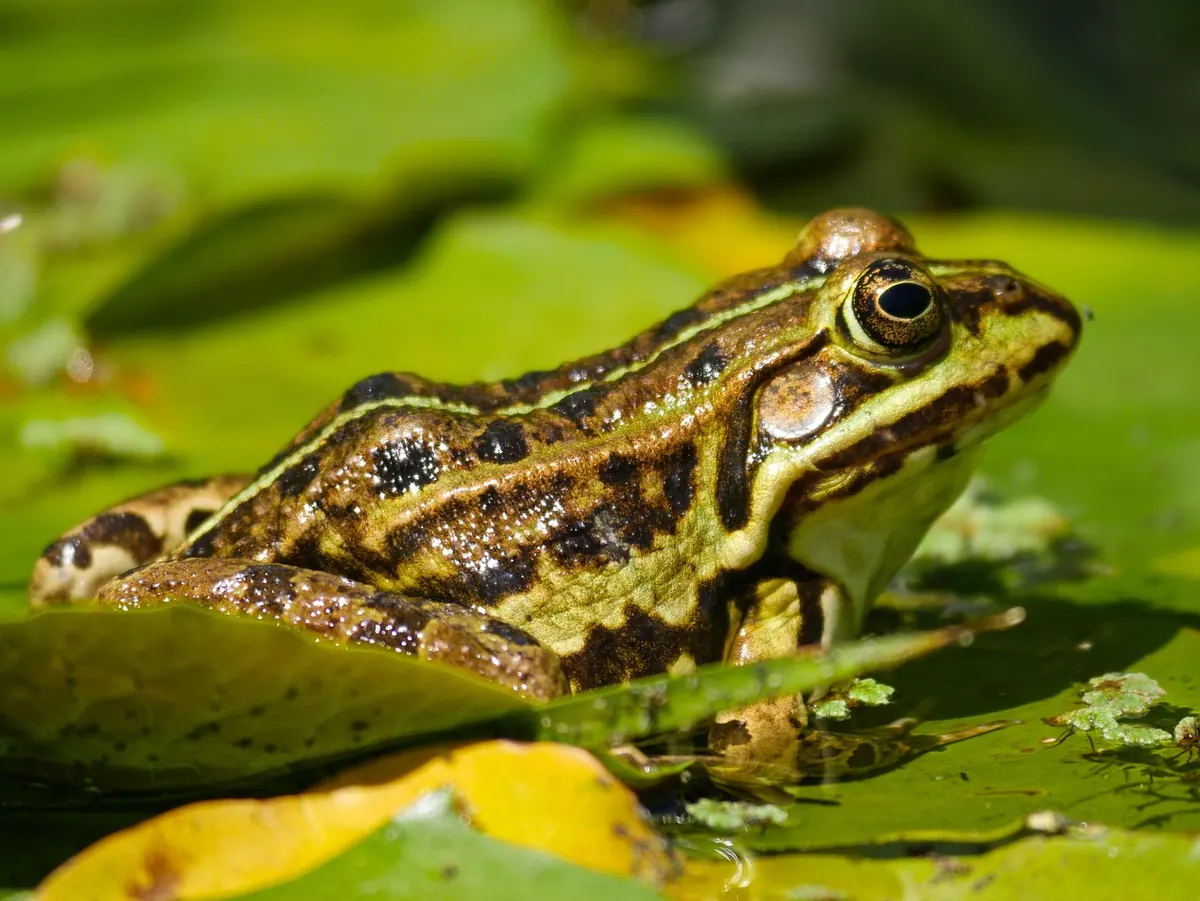 How to Create a Wildlife-Friendly Garden Pond