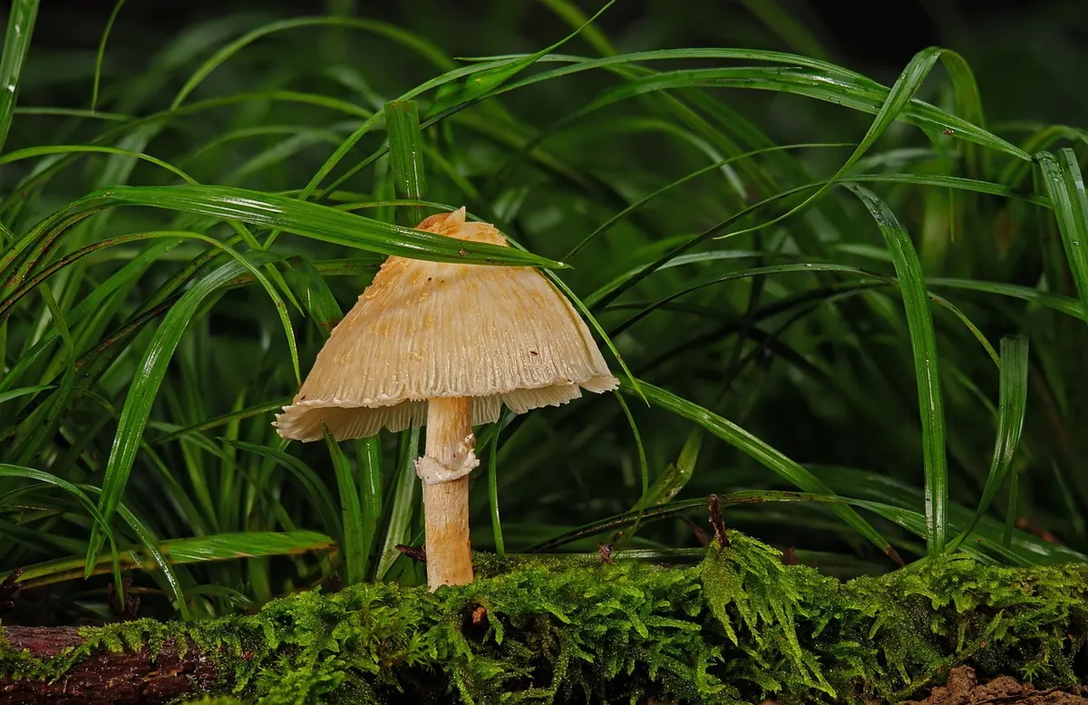 How to Identify and Avoid Poisonous Mushroom Lookalikes
