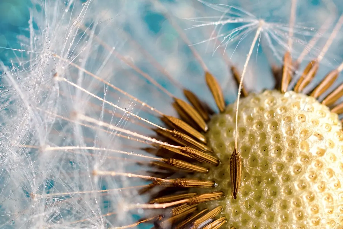 How to Make Dandelion Honey (Vegan Recipe)